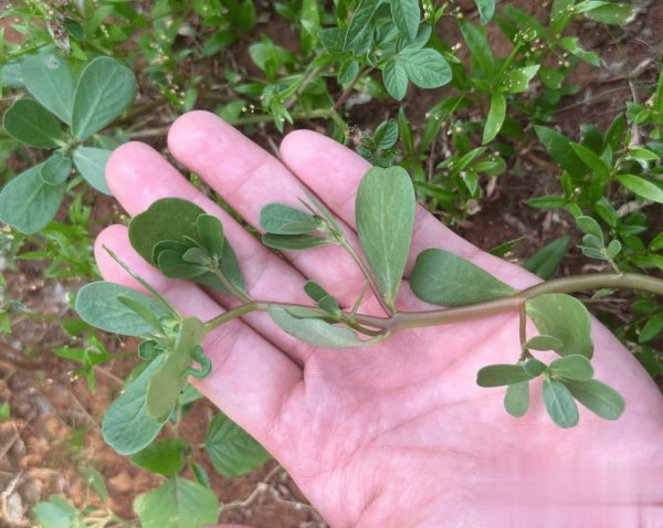 佳禾资本 这野菜号称“五行菜”，天越热长得越旺，凉拌开胃！